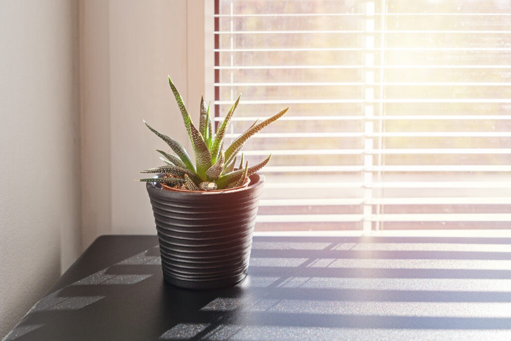 venetian blinds